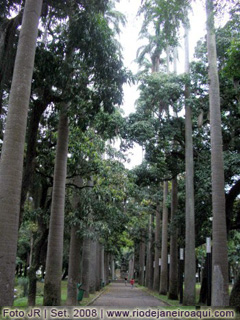 Ala de palmeiras nos jardins do Pal&aacute;cio do Catete