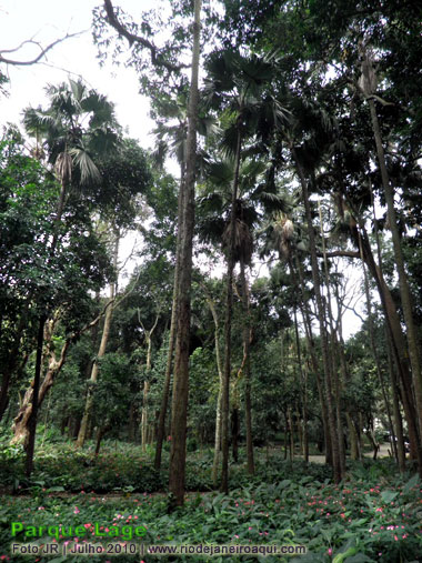 Verdadeiro jardim de árvores no Parque Lage. Árvores altissimas sobre um tape de flores e plantas