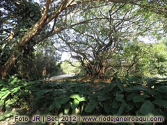 Arv&oacute;res e plantas no Parque Chico Mendes no Recreio dos Bandeirantes